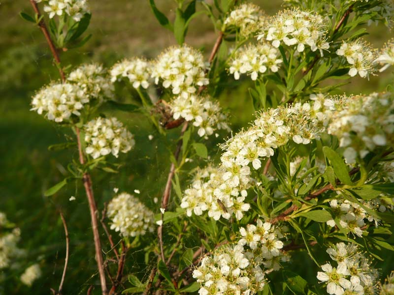 scalloped spirea